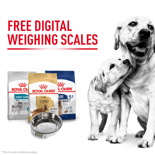 royal canin medium light weight care dry dog food from 163 16 40 royal canin dog food medium light weight care 13kg