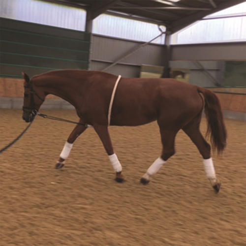 Mark Todd Full Lunging Aid