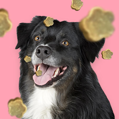 Pooch & Mutt Meaty Treats Turkey & Hemp Calming Dog Treats From £24.99 ...