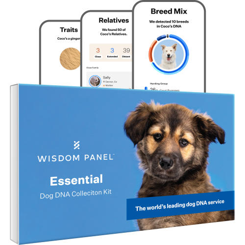 Wisdom Panel Essential Dog DNA Testing Kit From £ | Waitrose Pet Wisdom Panel Essential Dog DNA Testing Kit From £ | Waitrose Pet