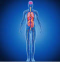 Release Whole Body Wellness From Within