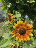 Grow A Thriving Garden With Confidence
