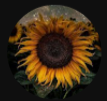 @larapereira658's profile