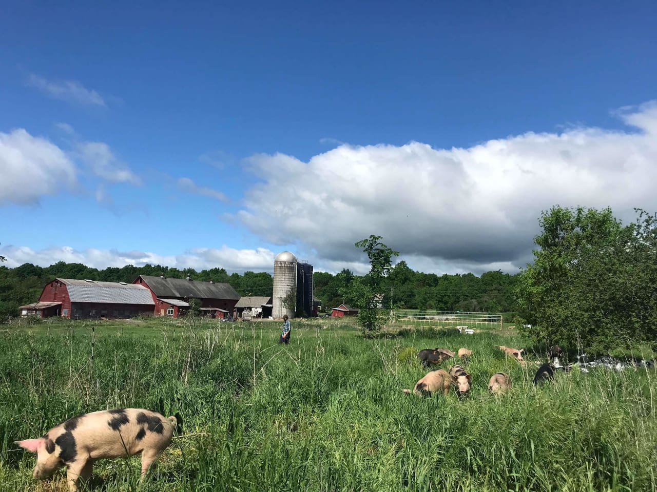 photo of the farm, pigs free roaming 