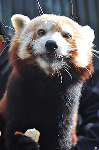 Red panda encounter - Sir Ed