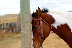 Frustrated horse