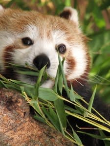 Red panda eating