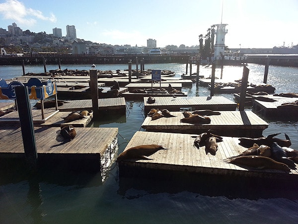 Sea lions