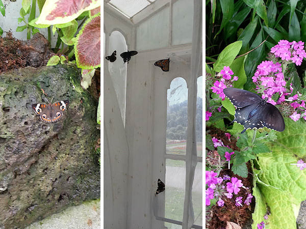 Butterfly Room