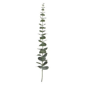 Flora eucalyptus H64 cm. støvet grøn