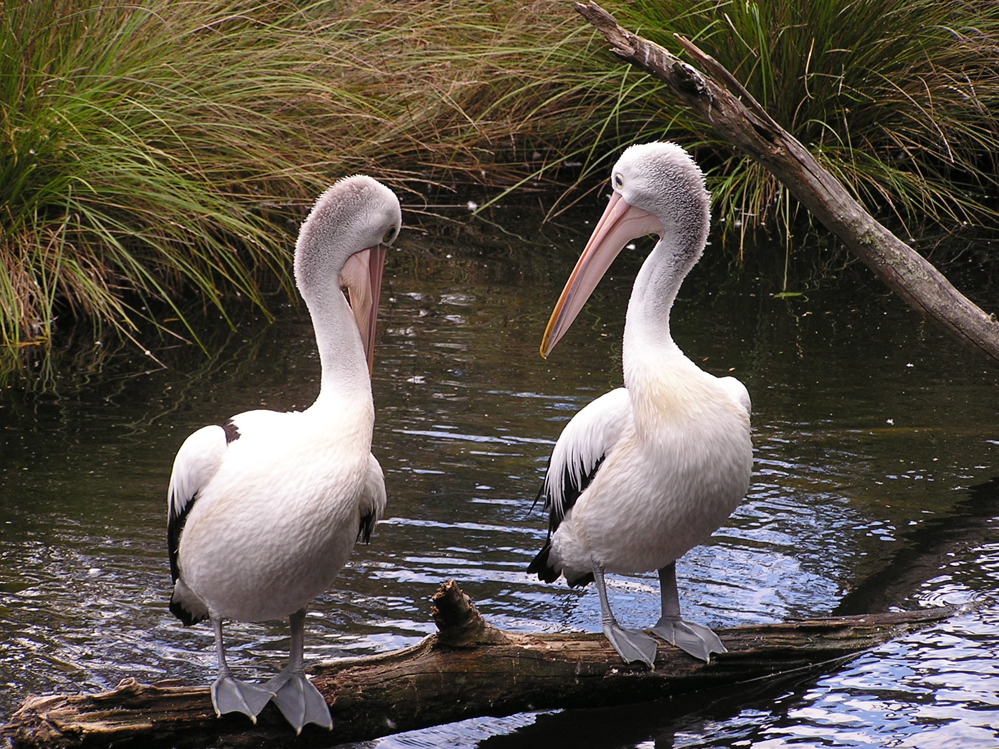 Swans