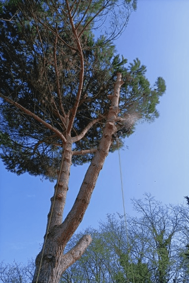 Abattage par démontage d'un pin - Horizon Arboré à Pons