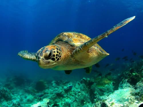 Galapagos Islands Yacht Charter