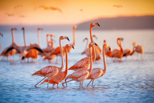 Bahamas Flamingos