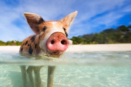 Exumas Yacht Charters