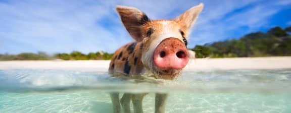 Exumas Yacht Charters