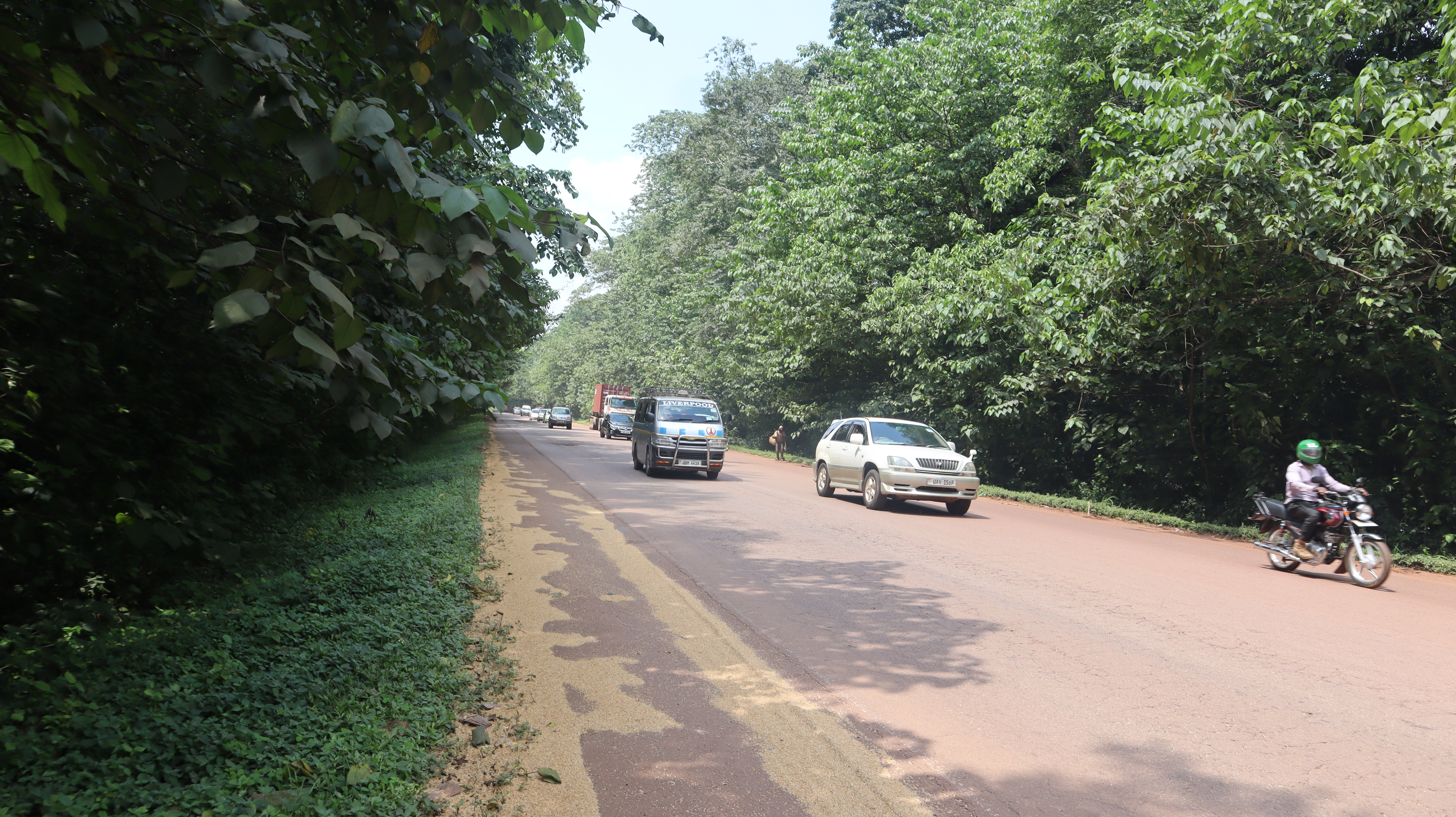 Mabira Forest