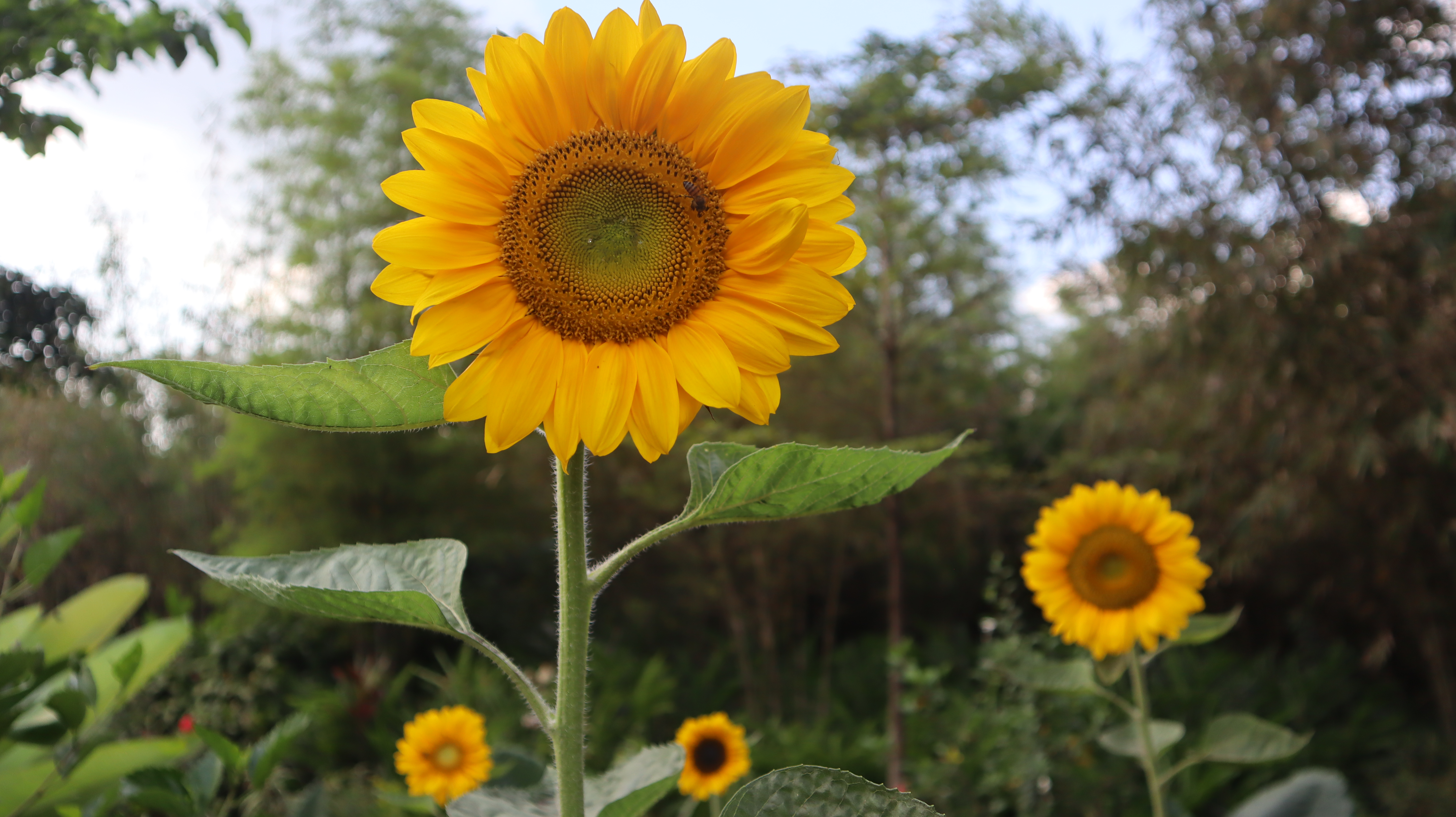 Sun flowers