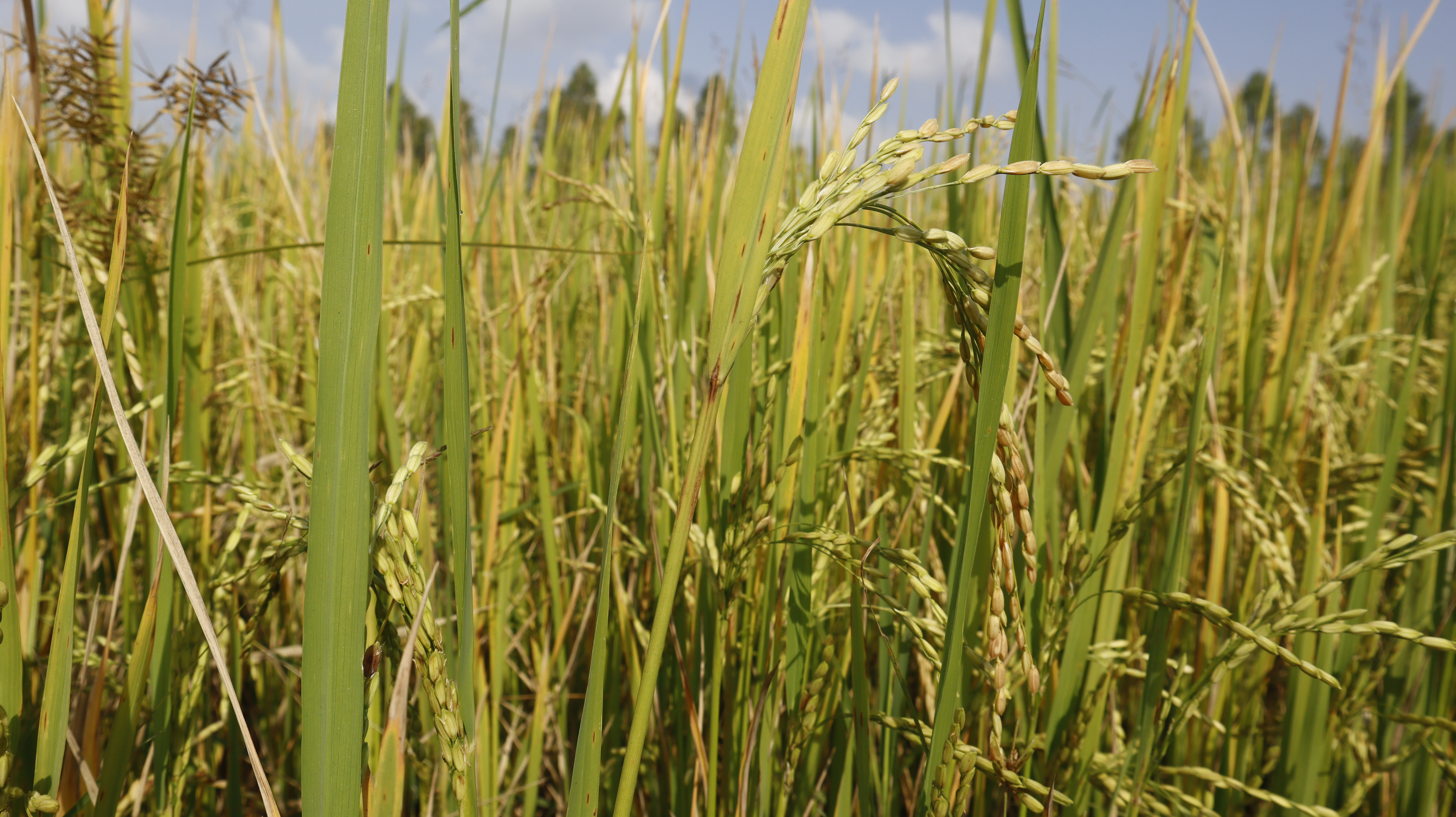 Rice