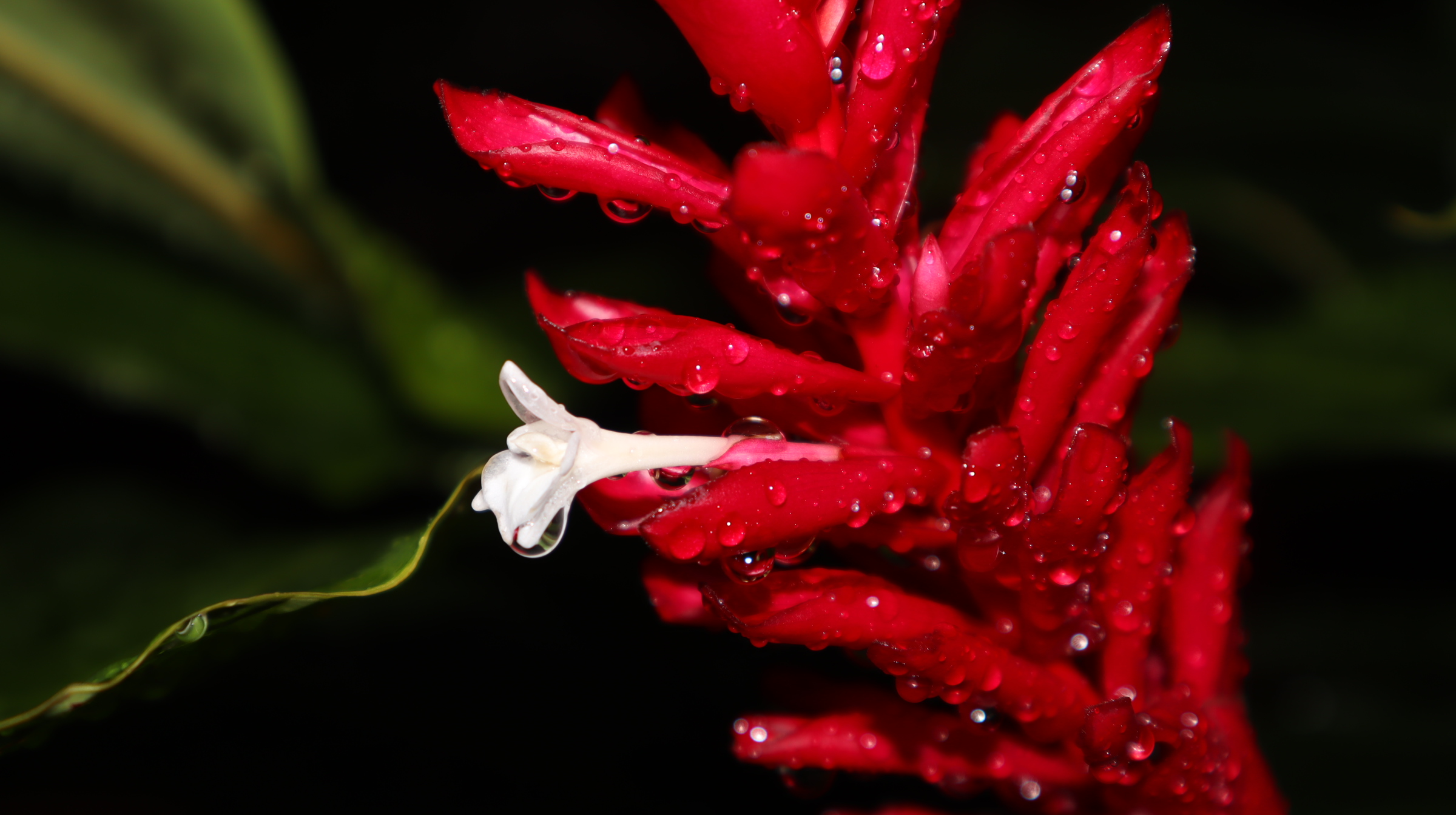 Dew