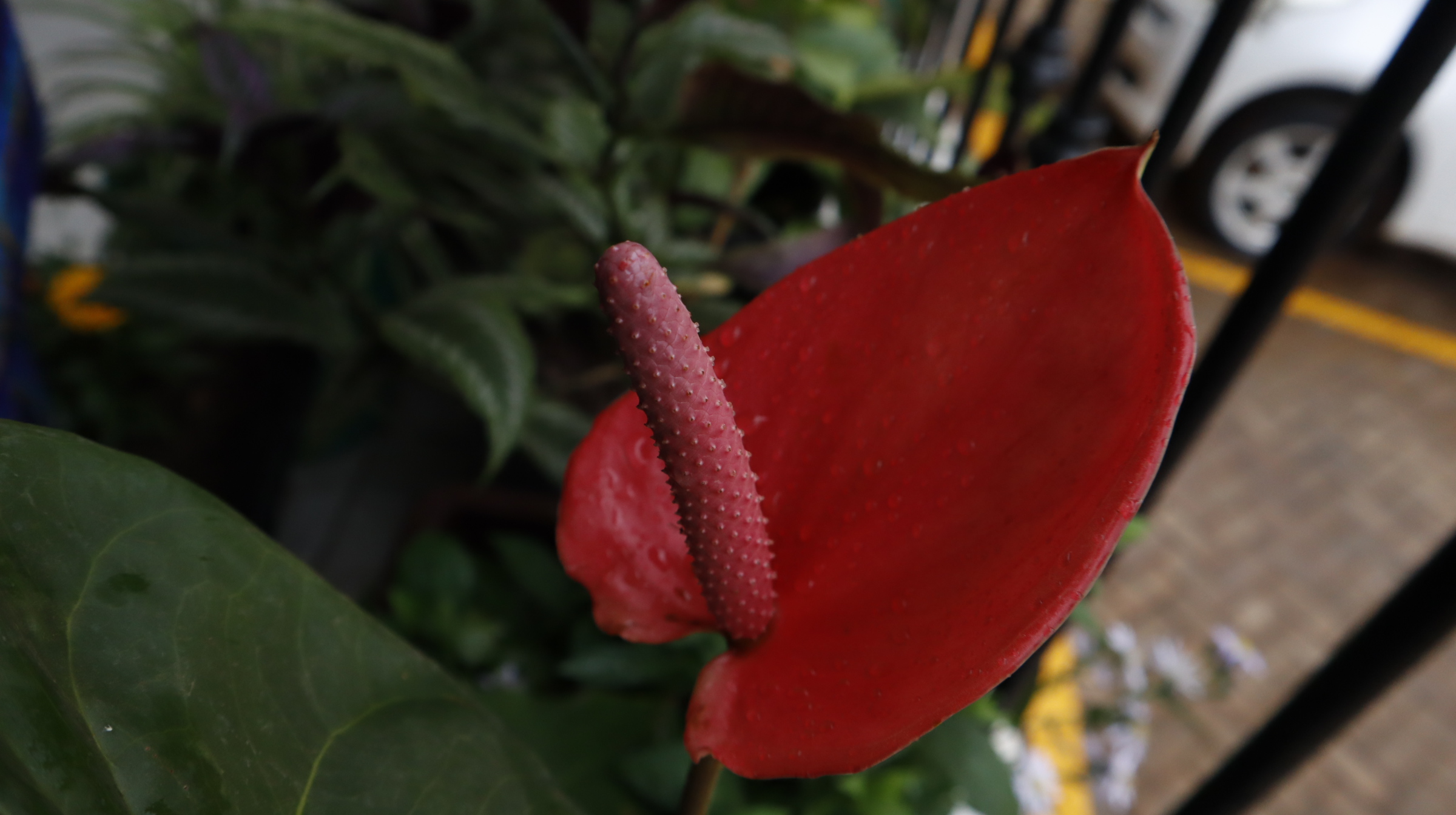 Red peace plant
