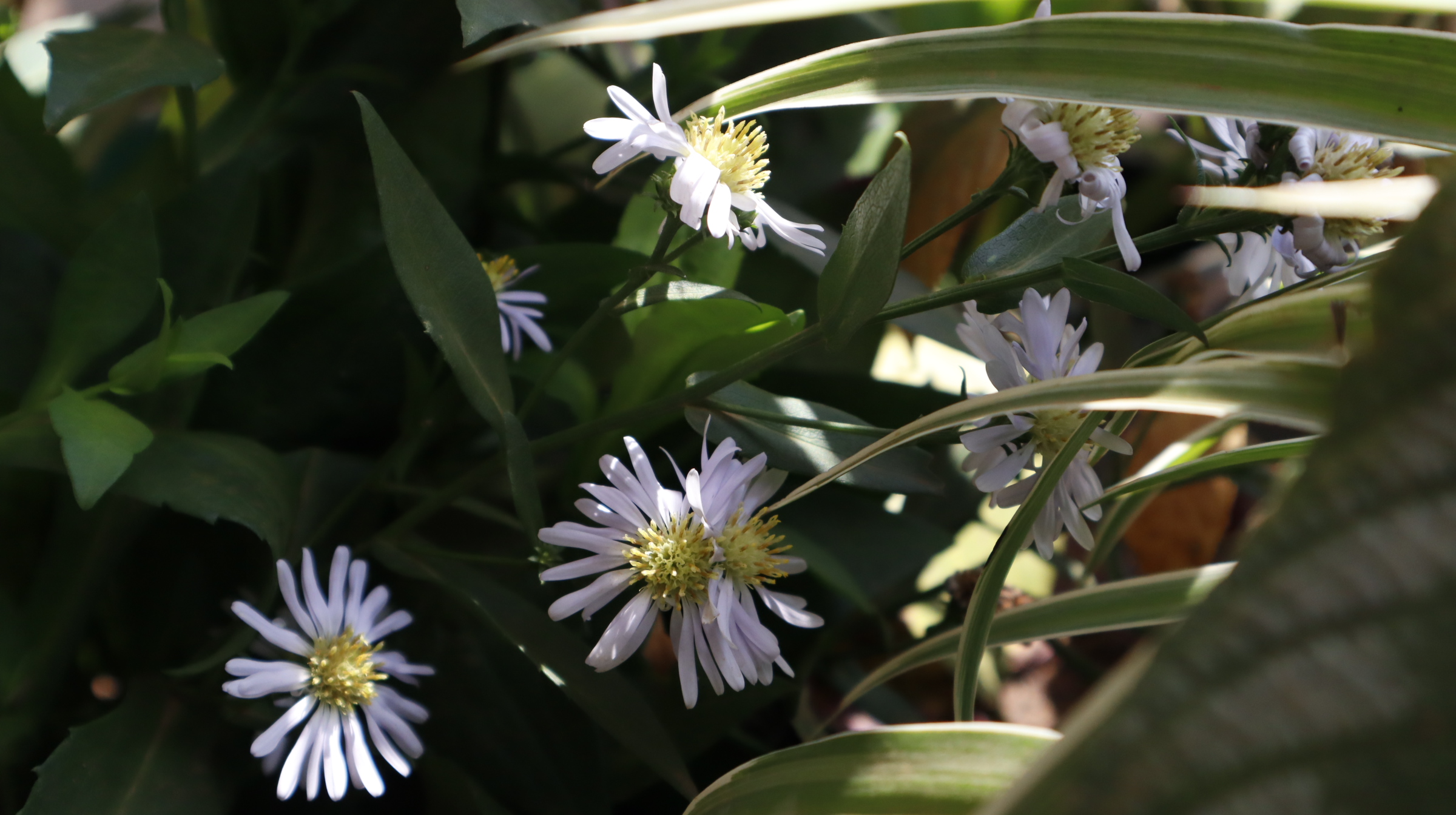Daisies