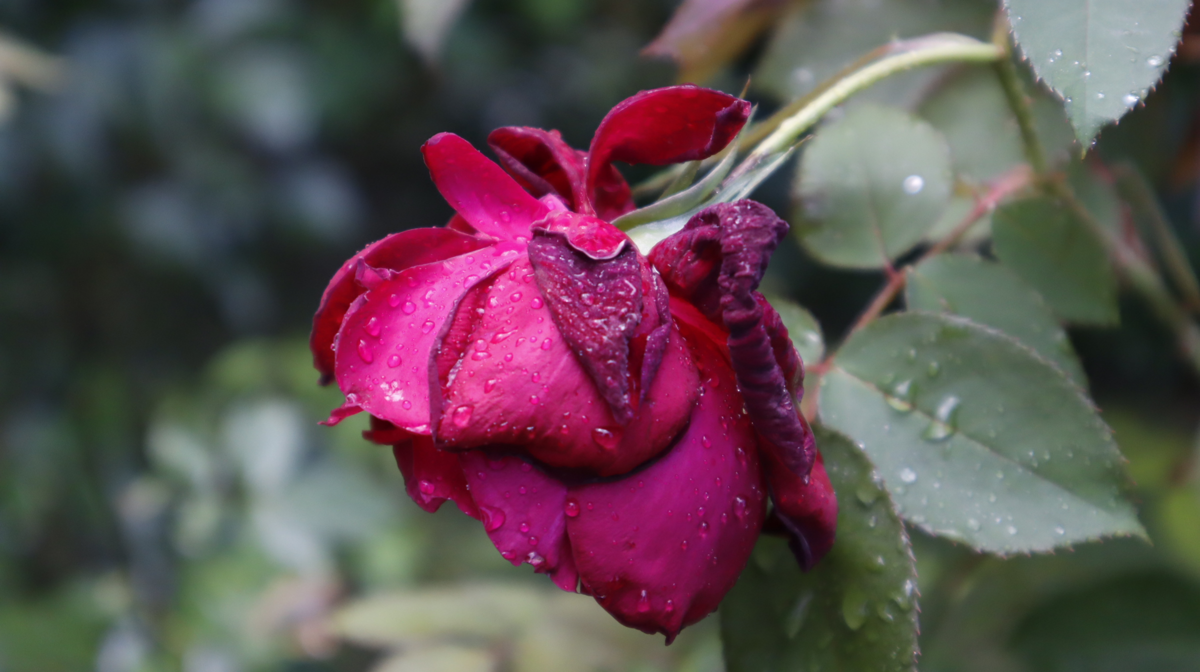 Rose flower on a rainy day