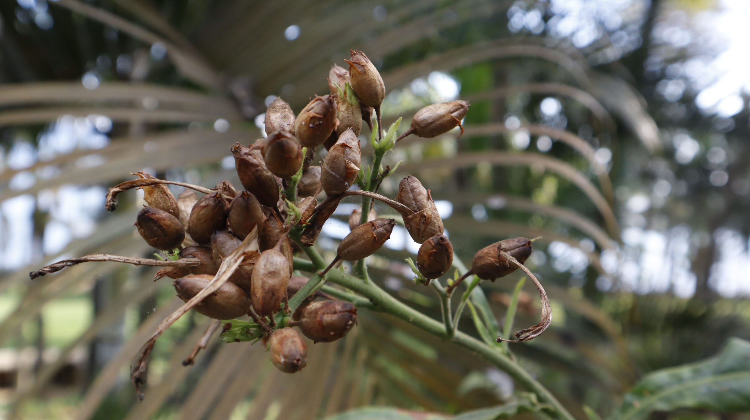 Tobacco dried seed capsules