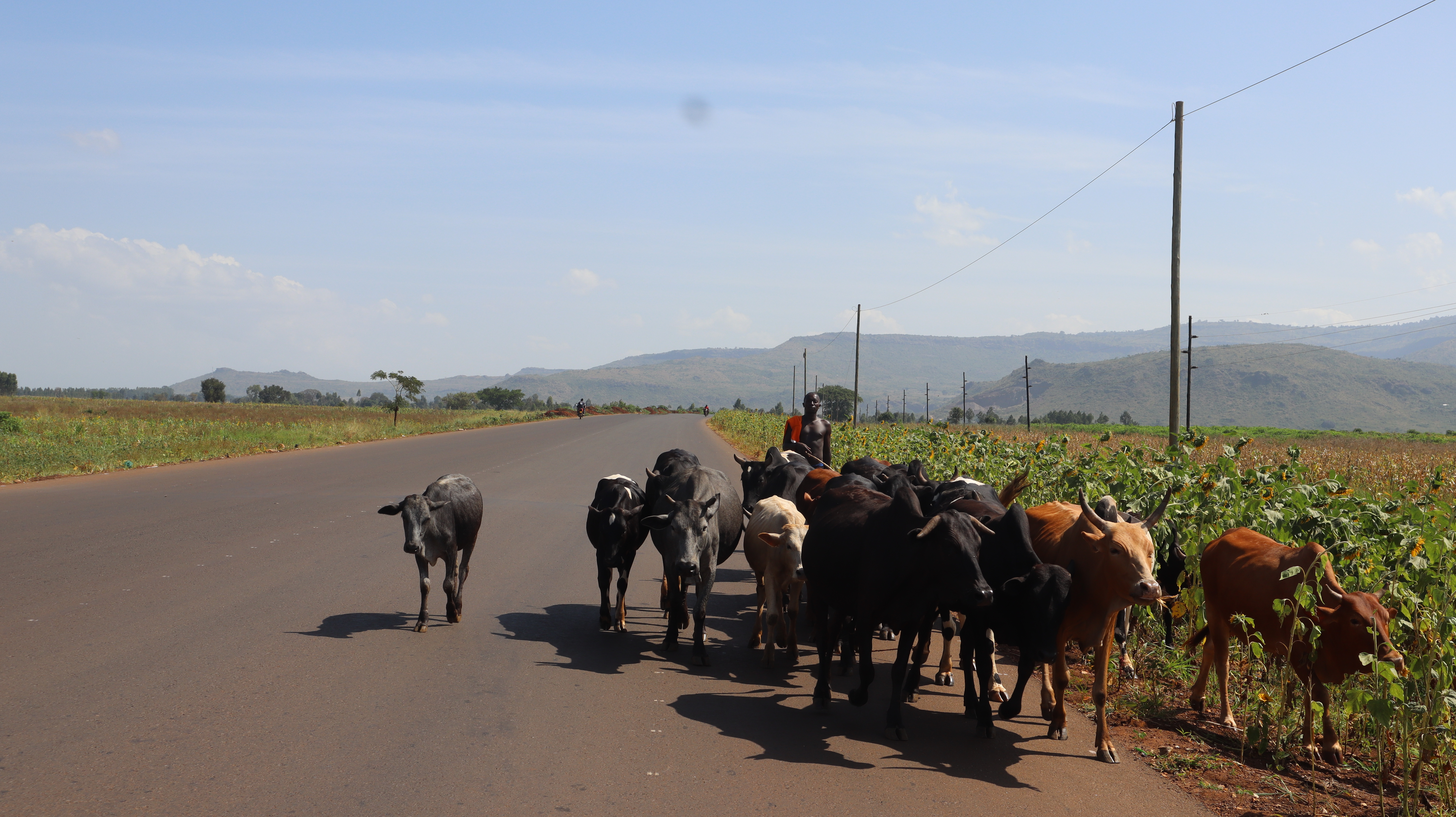Cows grazing by the road