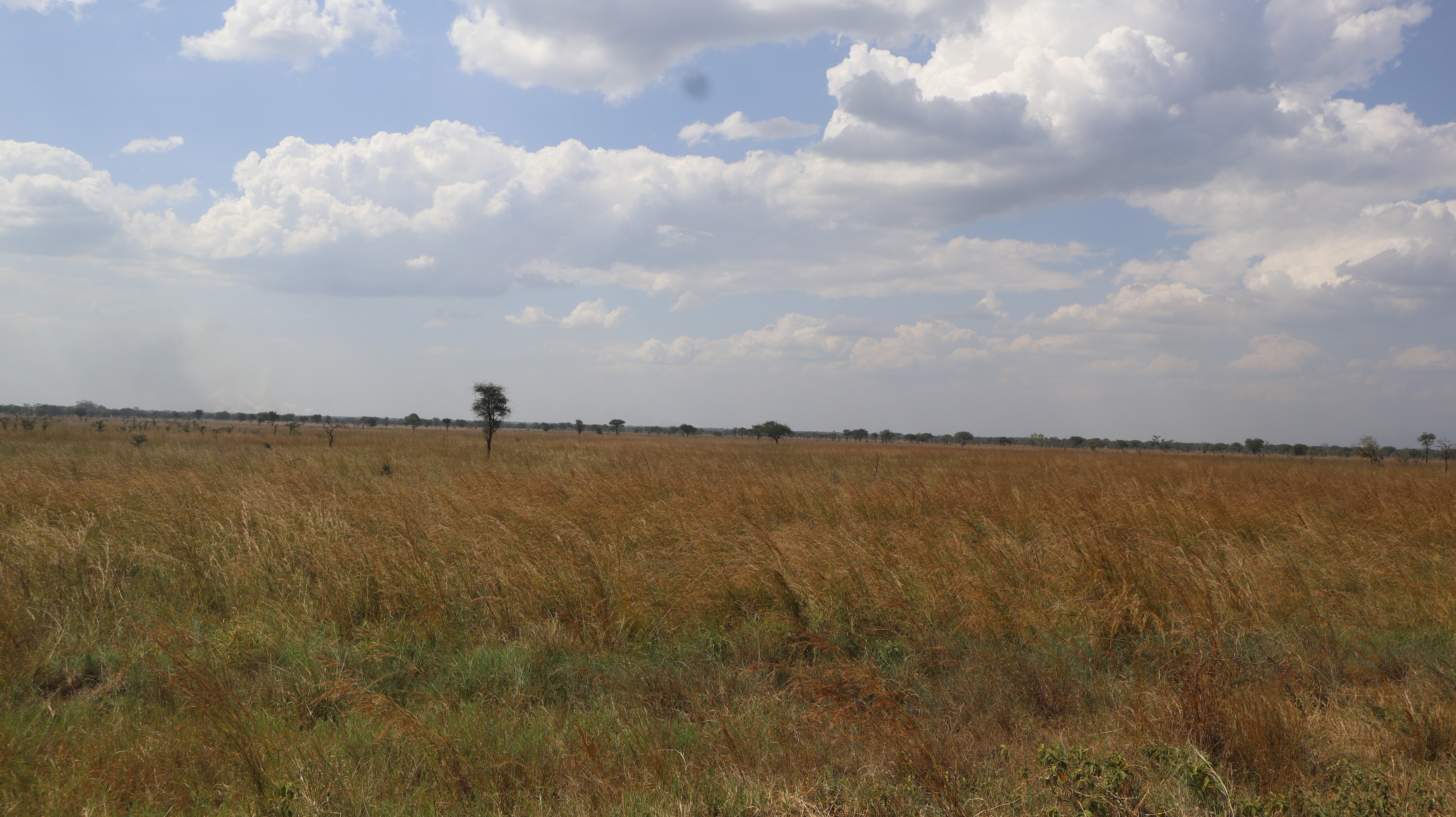 Grass lands