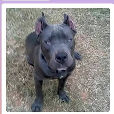 lakeview cane corso