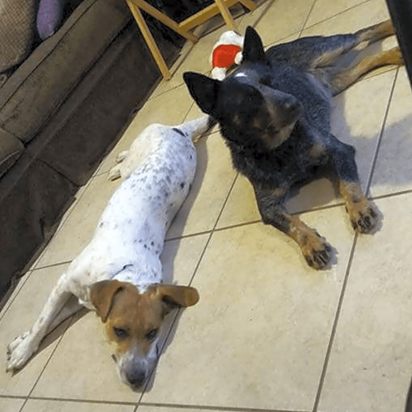 stone ridge heelers