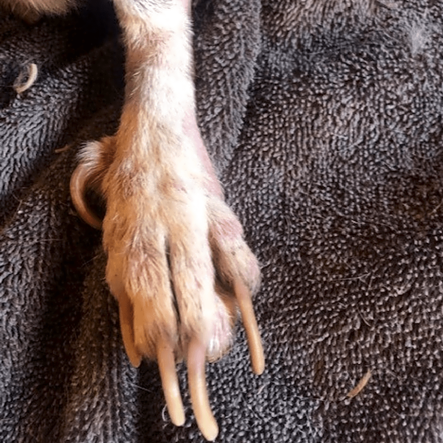 Help support Maggie!