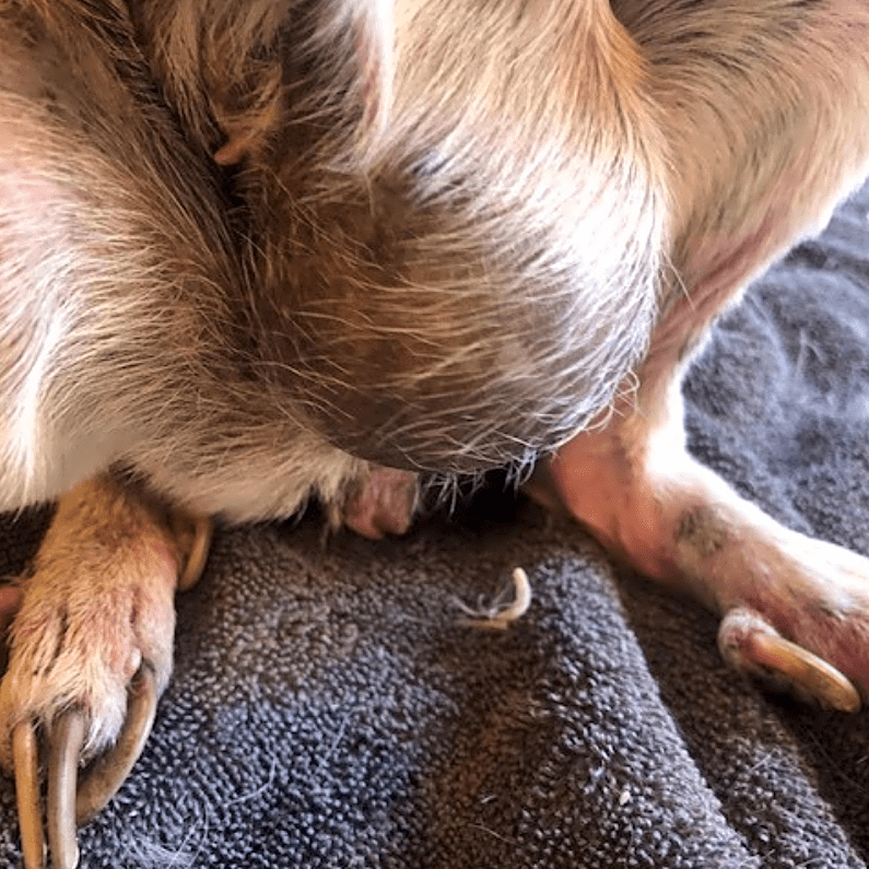 Help support Maggie!