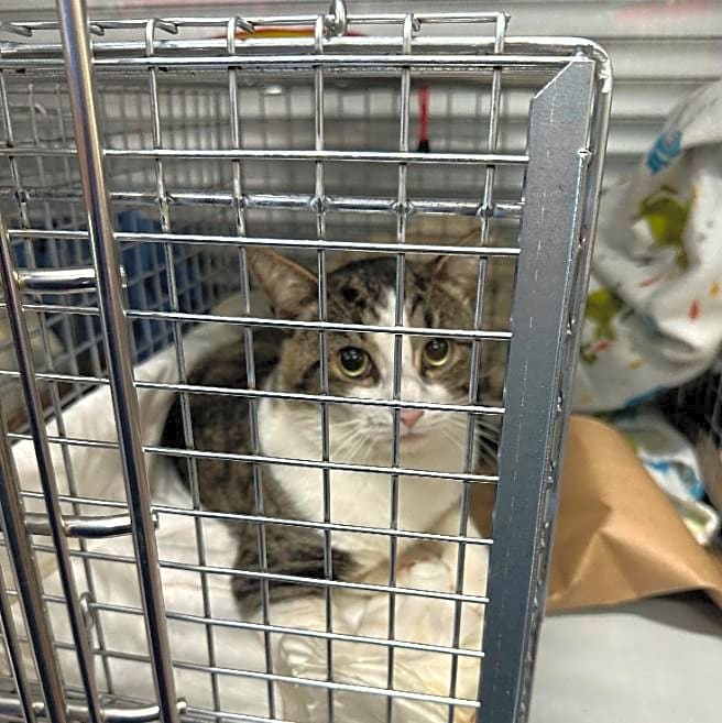 Help support Feral Cat Spay & Neuter Program!