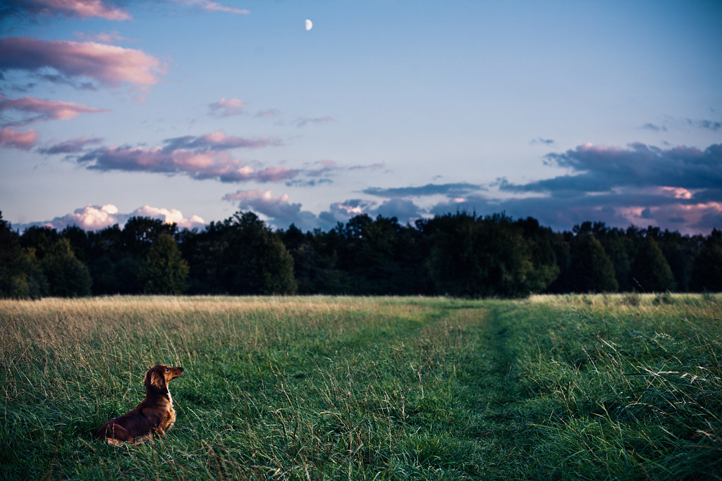 Twilight dachshund (Dusseldorf, Germany)