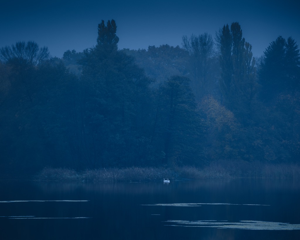 Two swans on a dawn lake (Berlin, Germany)