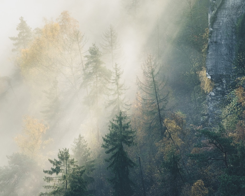 Sun rays shine through foggy forest (Rathen, Germany)