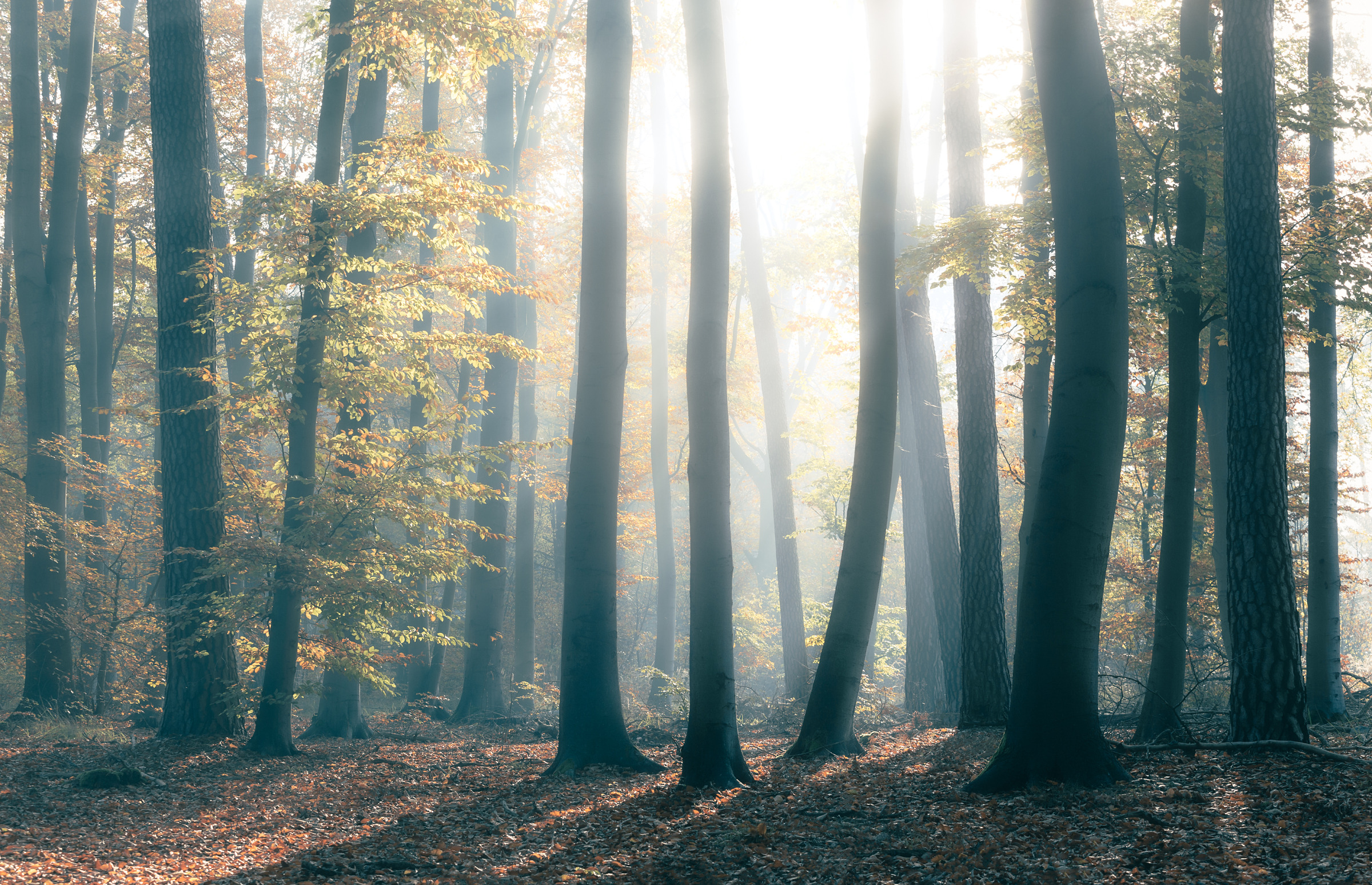 Morning in a forest