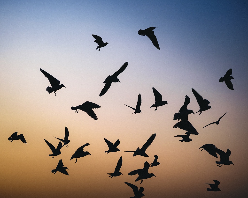 Sunrise seagulls (Odessa, Ukraine)