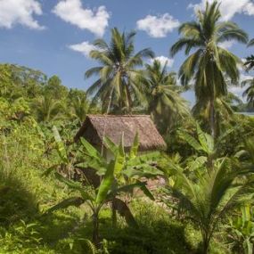 Cabin In The Jungle