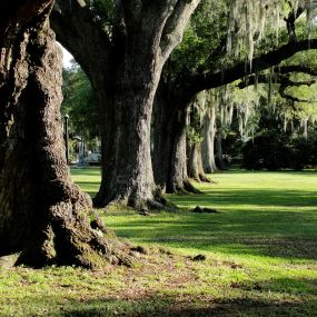 New Orleans: City Park Adventure [Outdoor]