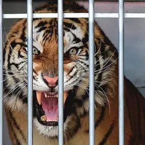 Tiger Cage Escape