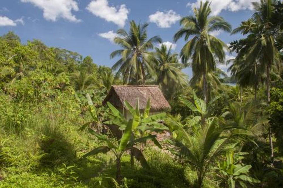 Cabin In The Jungle