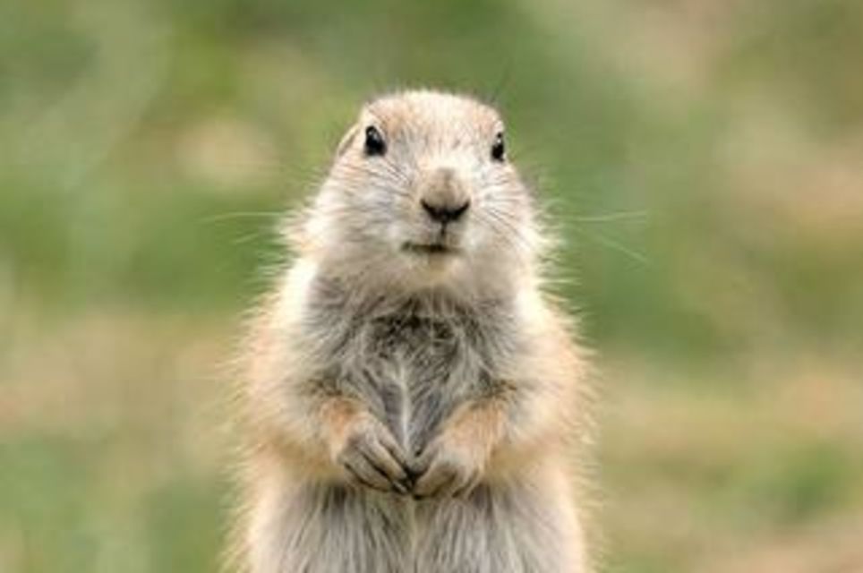 Zombie Prairie Dogs