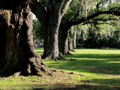 New Orleans: City Park Adventure [Outdoor]