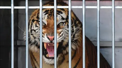 Tiger Cage Escape