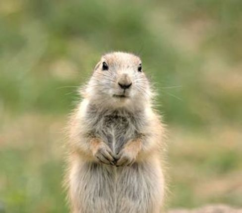 Zombie Prairie Dogs