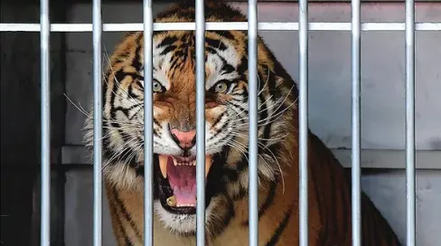 Tiger Cage Escape