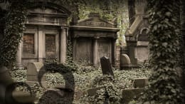 La Semilla De La Locura